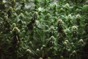Purchasing Weed Eaters