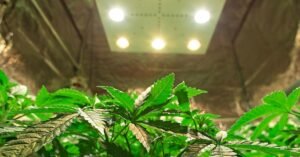 Fan for Grow Tent