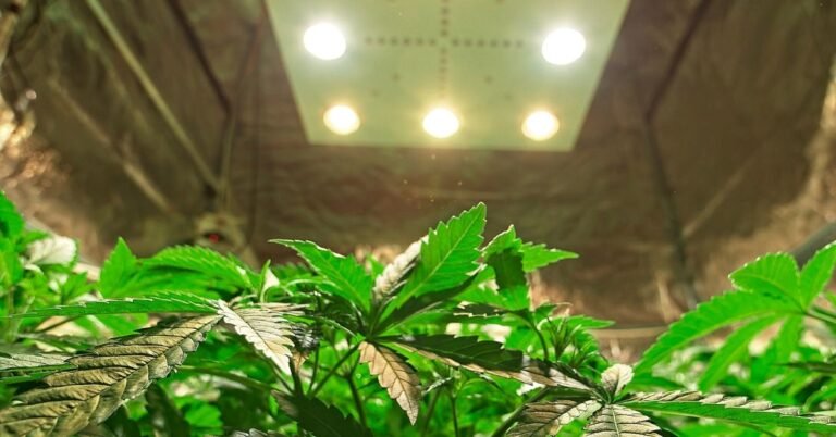 Fan for Grow Tent
