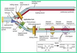 Why Is The Lagging Strand Synthesized In A Discontinuous Fashion