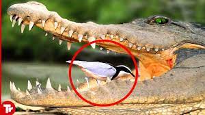 bird cleaning crocodile teeth