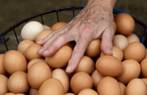 Is It Illegal to Egg Someone's House