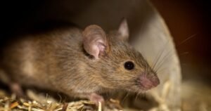 Rat Control Technology