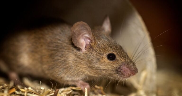 Rat Control Technology