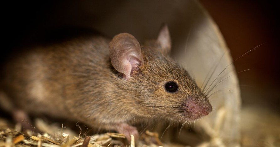Rat Control Technology